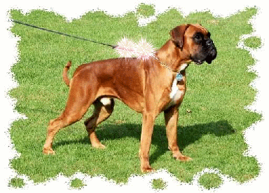 Eddi in firework Eddi in firework